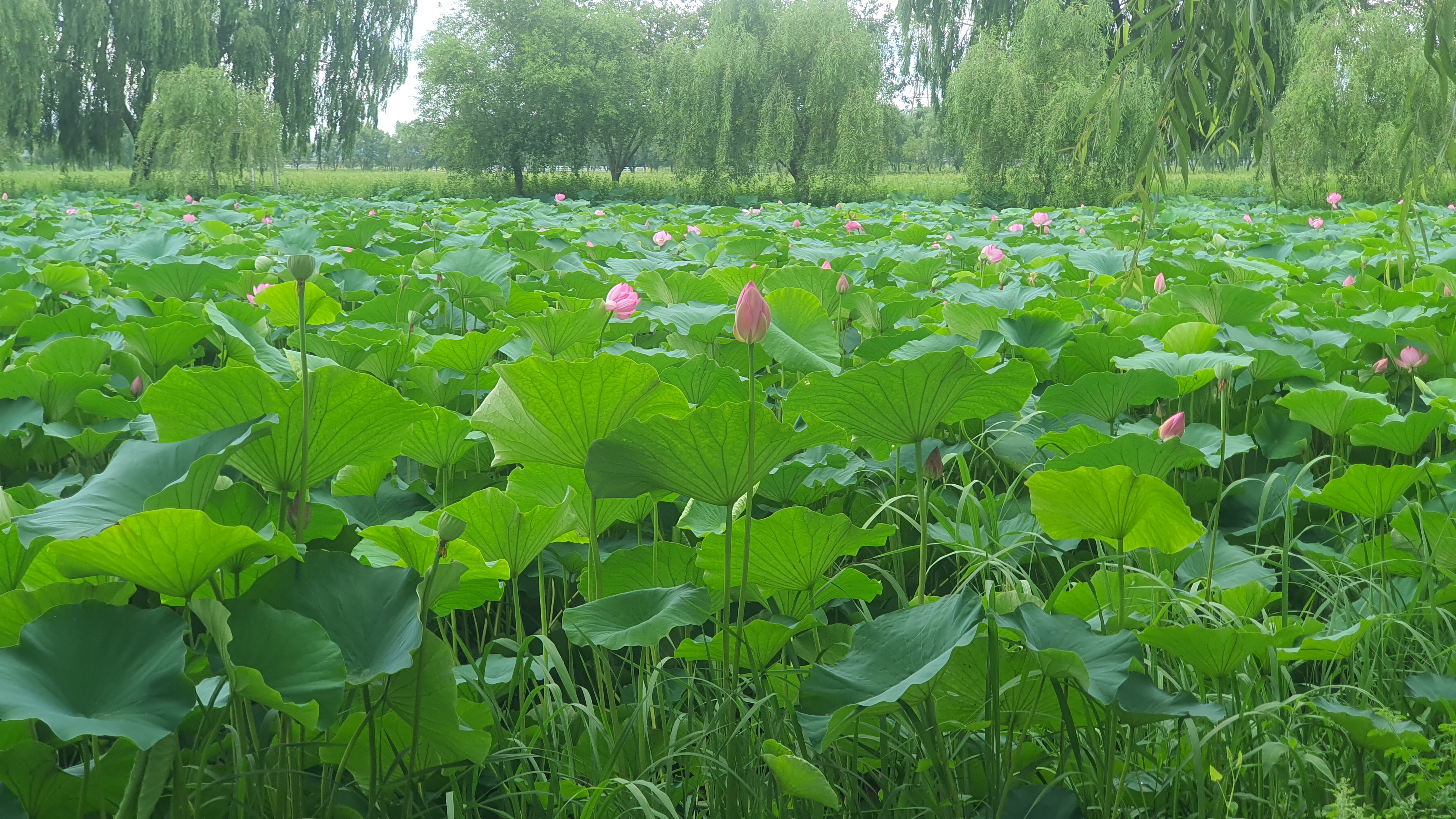 당진 합덕제 연꽃 축제 연호문화축제