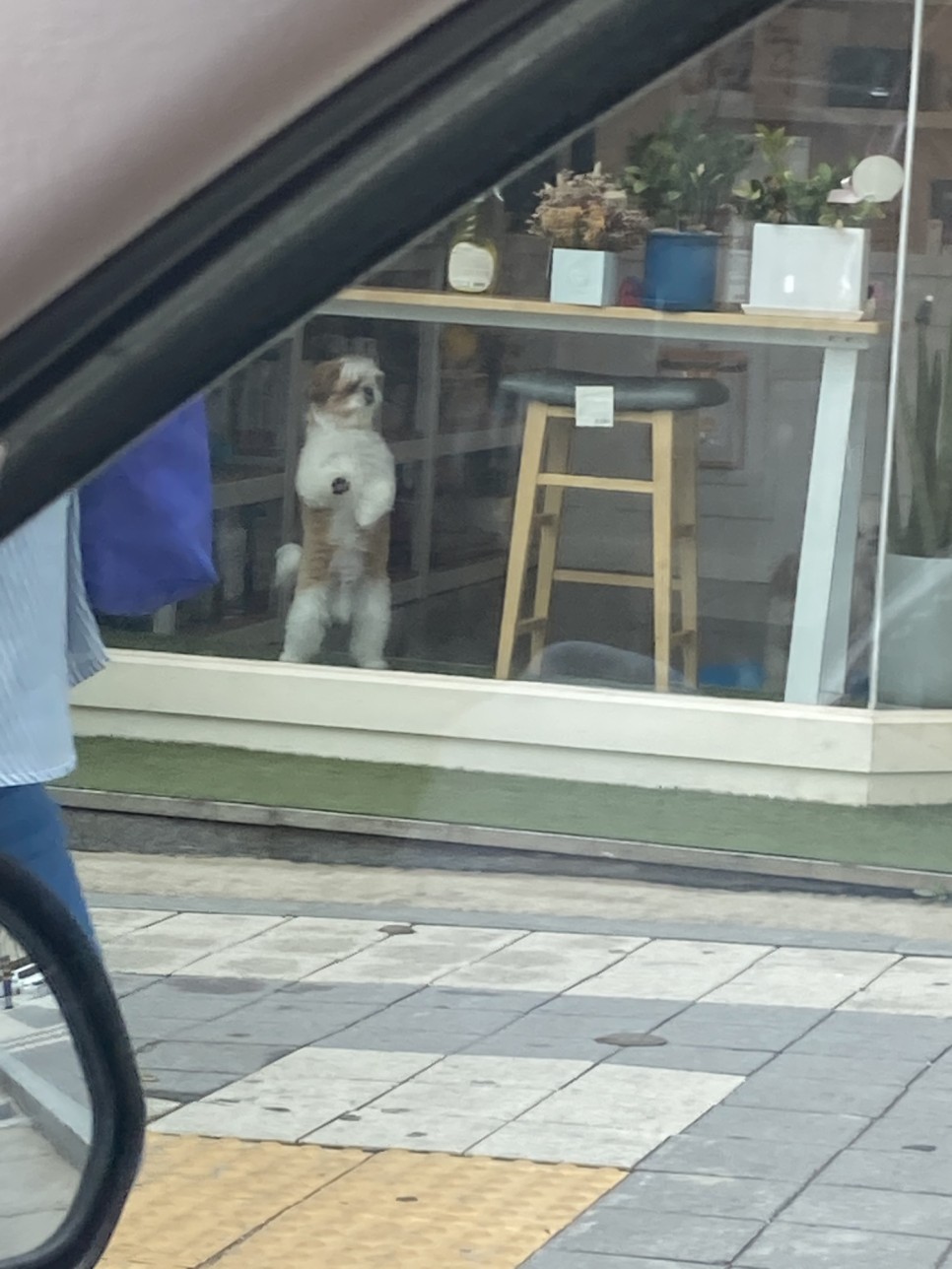 애견미용 여름맞이 애견미용 강아지 미용 천안 애견미용 [지켜주는 강아지] 천안역 11
