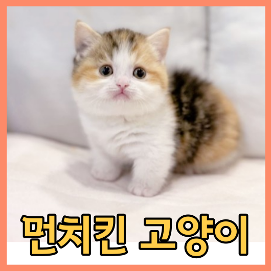 먼치킨 고양이 성격&#44; 장단점&#44; 분양 전 알아야 할 모든 것