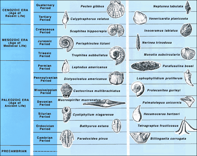 표준화석의 예시 (index fossil)