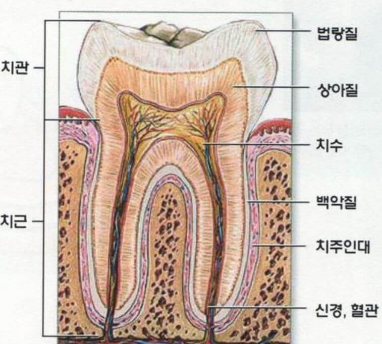 치아 구조
