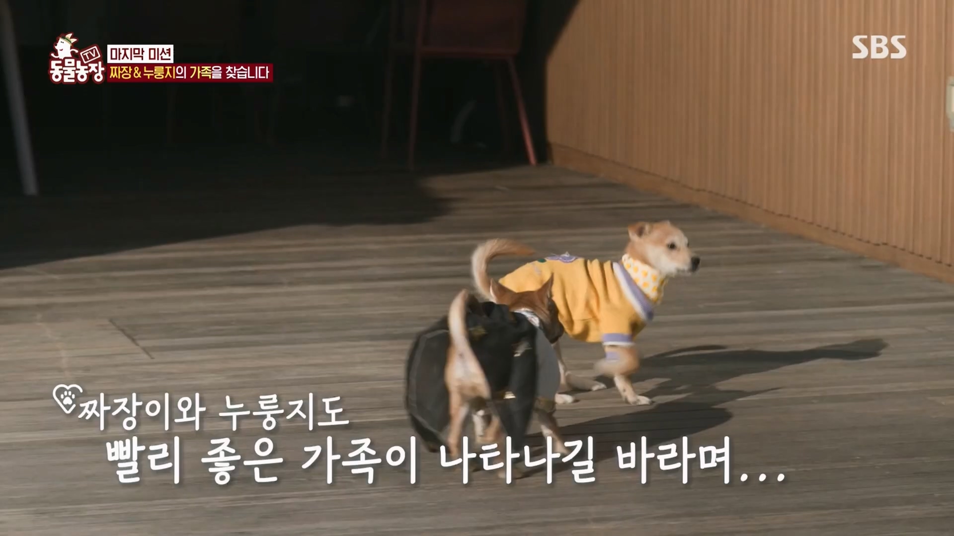 TV 동물농장.E1148.231203p.H264-F1RST.mp4_20231203_165842.339.jpg