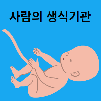 생식기관