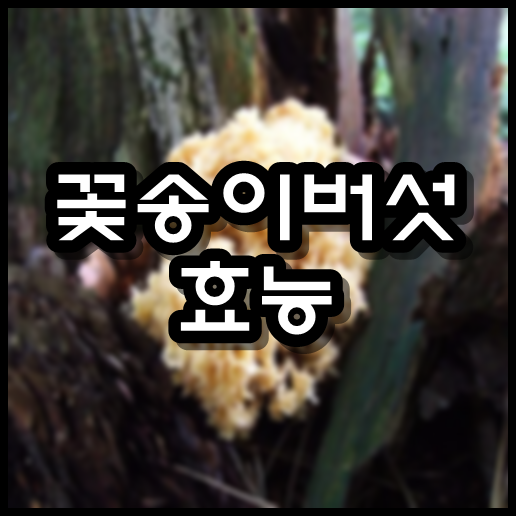  꽃송이버섯 효능