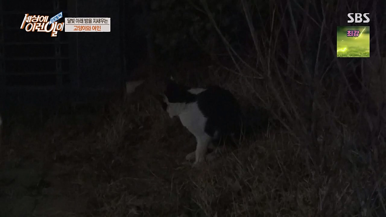 순간포착 세상에 이런일이.E1223.230329p-NEXT.mp4_20230329_192700.759.jpg