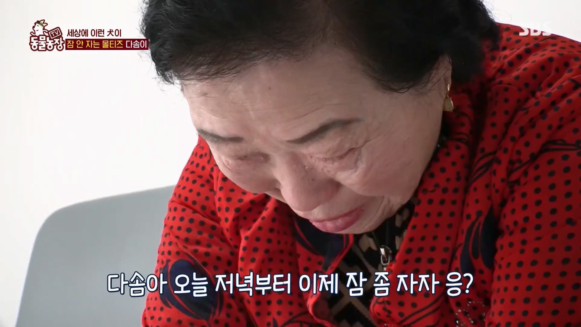 TV 동물농장.E1159.240218p.H264-F1RST.mp4_20240218_165959.025.jpg