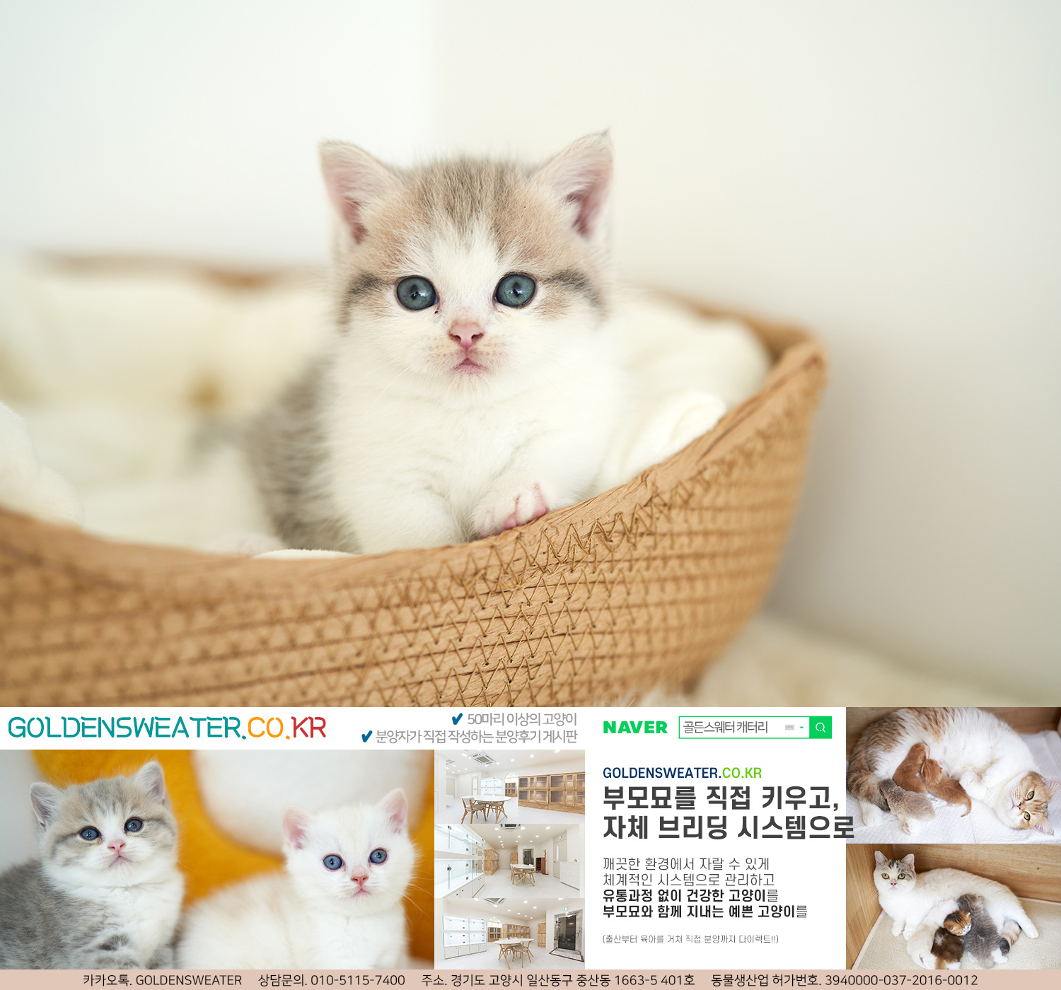  일산고양이분양 해외 여행에서 돌아온 후