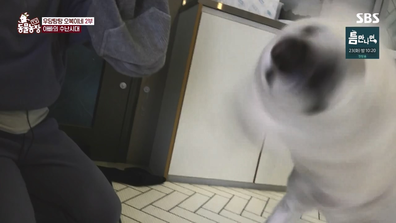 TV 동물농장.E1167.240415p-NEXT.mp4_20240414_160910.683.jpg
