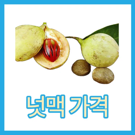 육두구 넛맥 효능 섭취방법 칼로리 가격 너트맥