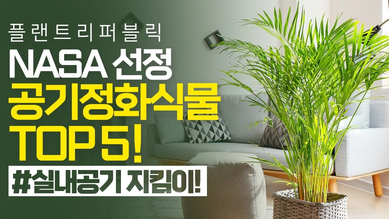 실내 공기정화식물 추천 10가지_1