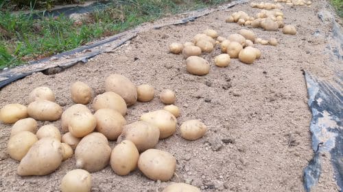 감자재배-하지감자-수미감자-수확시기