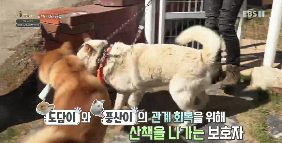 풍산개의치열한 혈투와 전쟁 - EBS 세상에 나쁜 개는 33