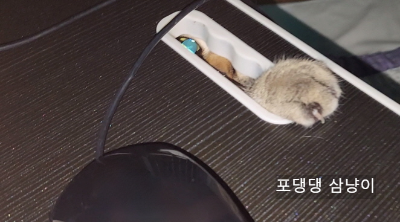노트북-마우스-잡고-있는-집사-손을-사냥하는-고양이