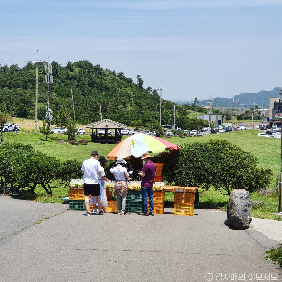 제주 송악산 둘레길 25