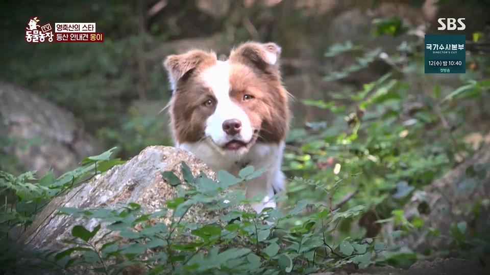 TV 동물농장.E1128.230709p.H264-F1RST.mp4_20230709_183512.585.jpg