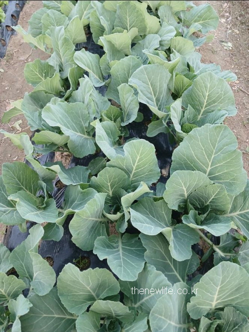 &quot;Young kale plants growing in neat farm rows – highlighting the field view of kale benefits&quot;-규칙적으로 줄지어 자란 어린 케일 – 케일 효능을 보여주는 밭의 전경