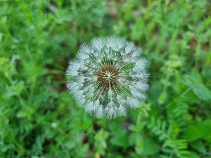 민들레씨