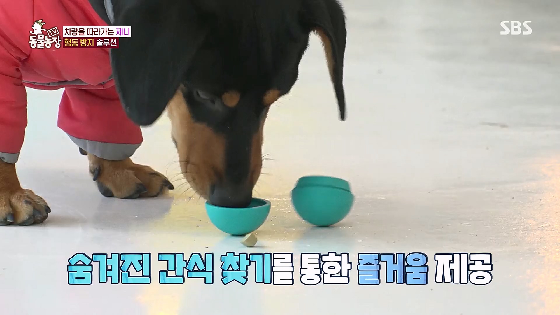 TV 동물농장.E1106.230129p.H264-F1RST.mp4_20230130_192747.134.jpg