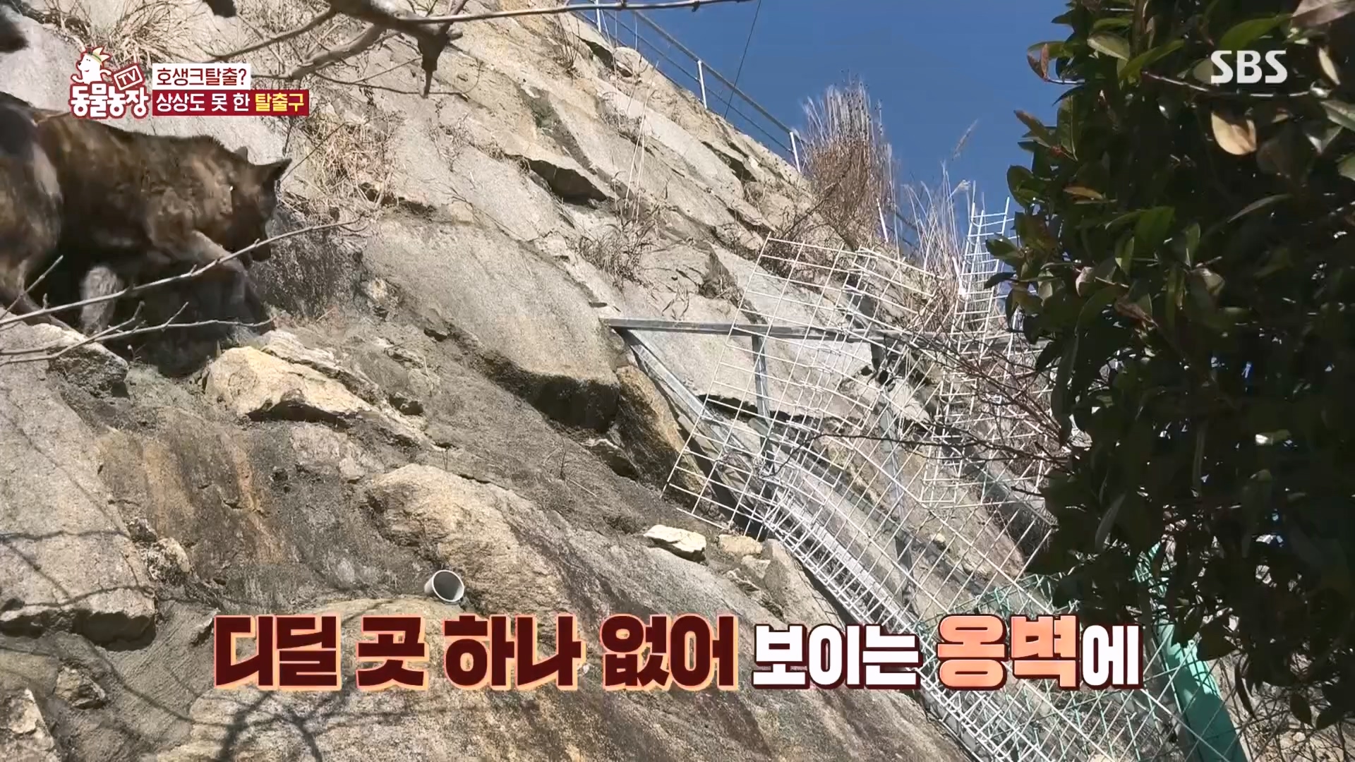 TV 동물농장.E1160.240225p.H264-F1RST.mp4_20240225_165131.917.jpg