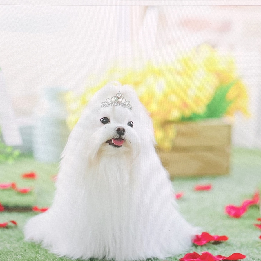 말티즈 키울 때 꼭 읽어보세요 소형견 종류 미니 17