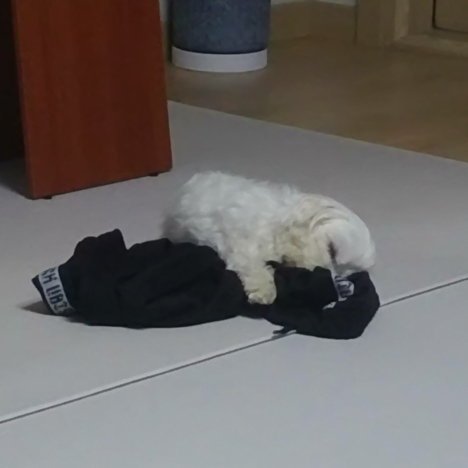 내 강아지 말티즈 4