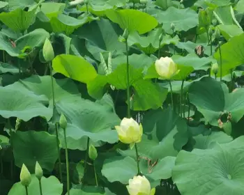 세미원 연꽃축제&amp;#44; 연꽃문화제_23