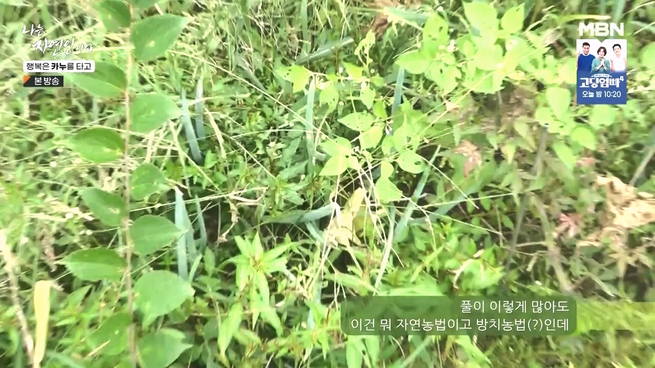 나는 자연인이다.E576.231019p-NEXT.mp4_20231019_201411.687.jpg