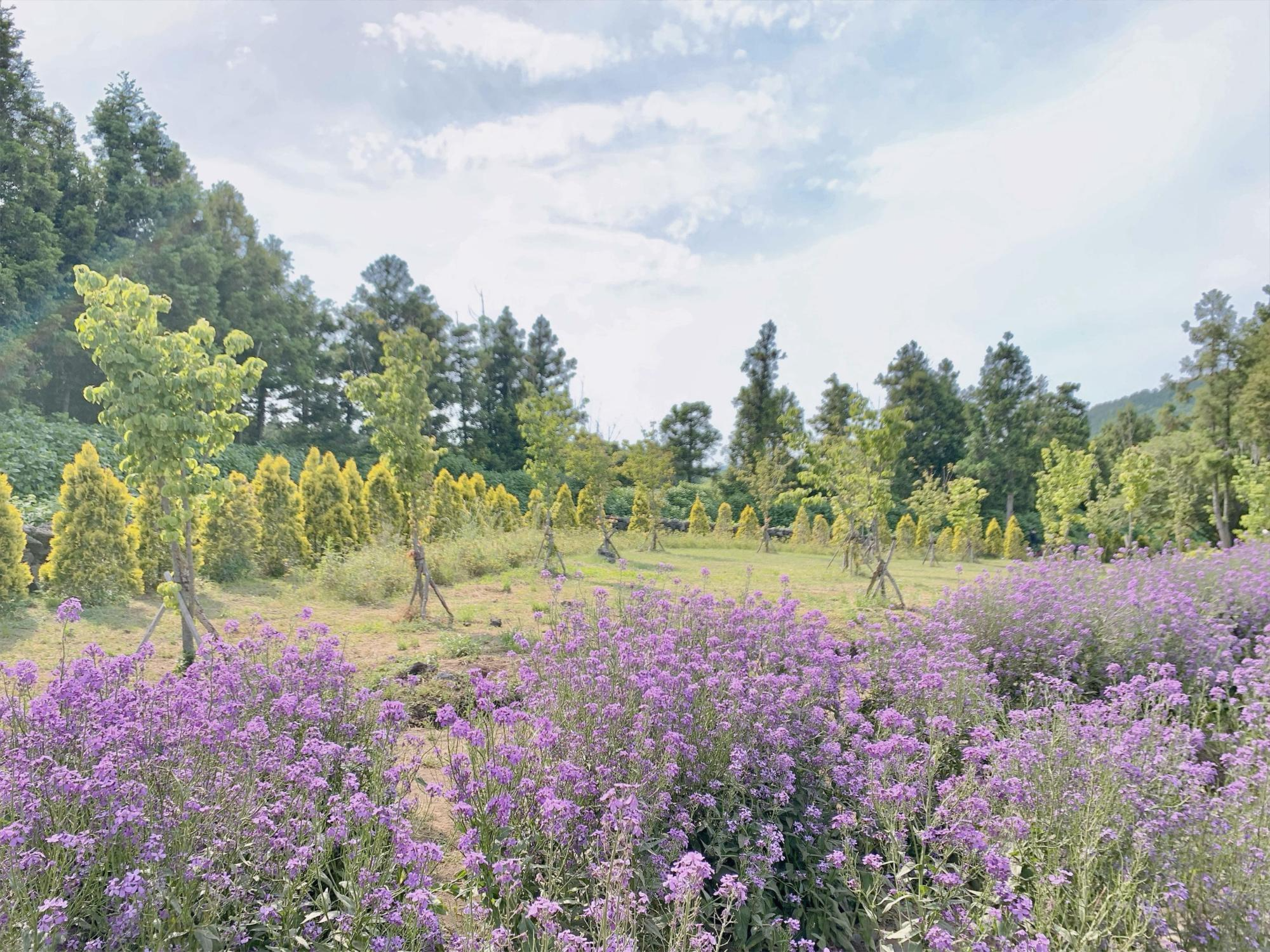 보롬왓 야외정원 보라색 유채꽃밭