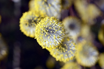 결막염을 일으키는 알레르기 꽃가루