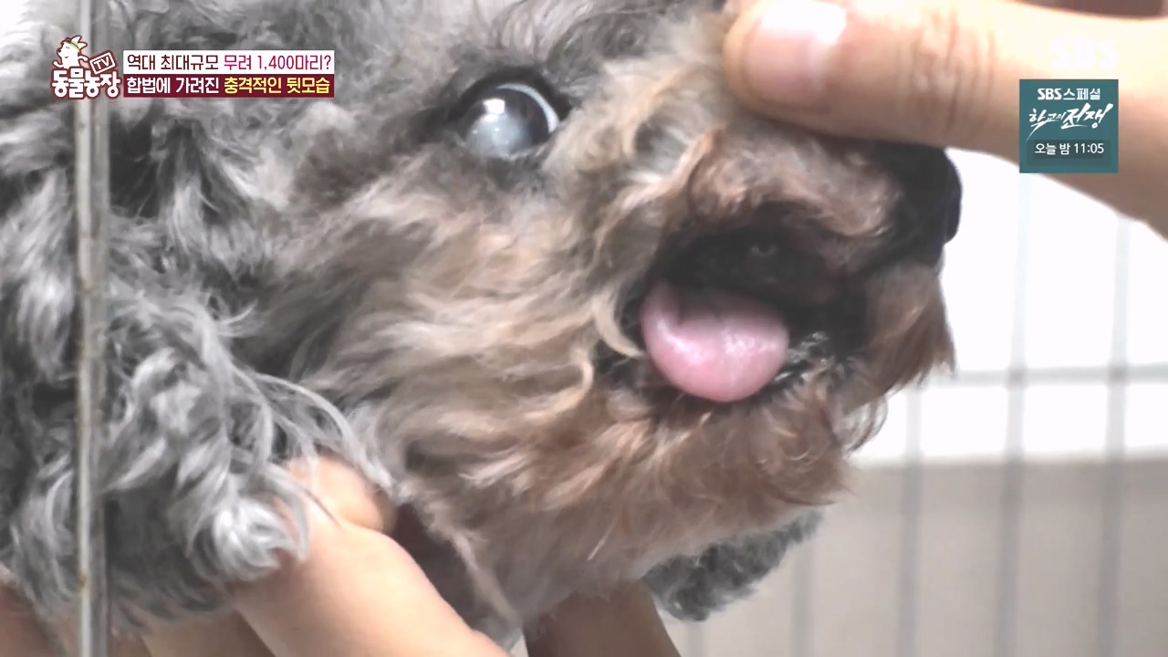 TV 동물농장.E1142.231023p-NEXT.mp4_20231022_172049.215.jpg
