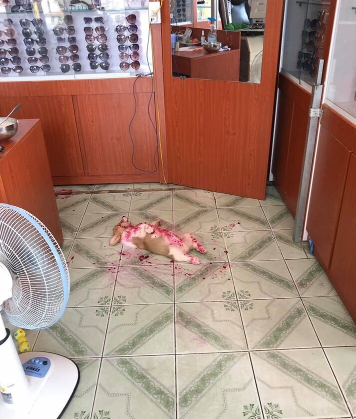  안경점에서 벌어진 끔찍한 사건