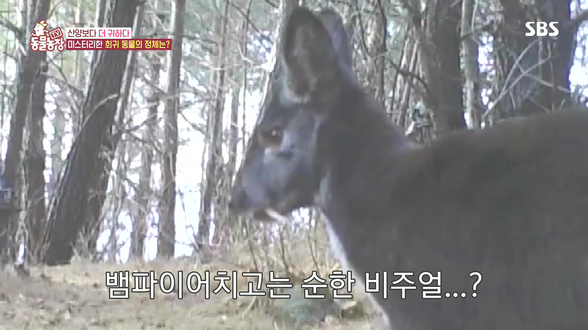 TV 동물농장.E1185.240818p.H264-F1RST.mp4_20240818_160945.215.jpg