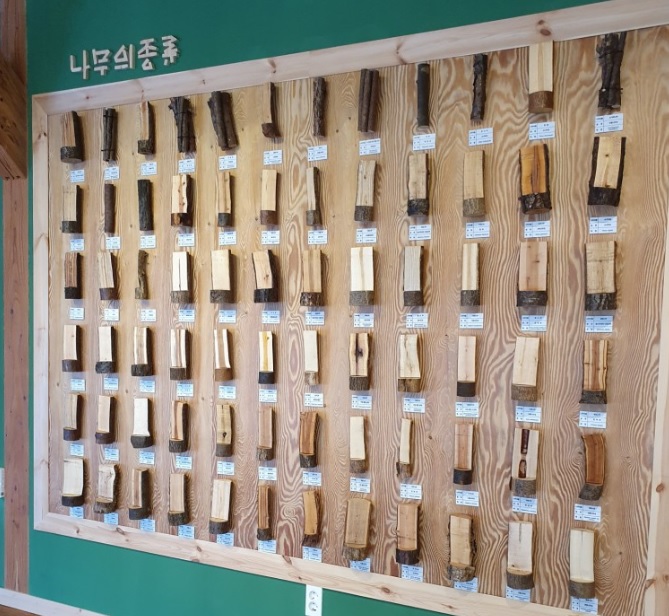 나무의종류