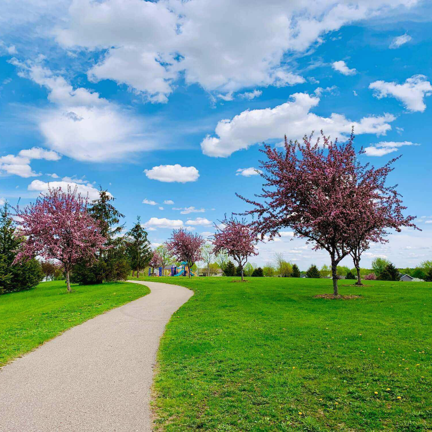 파란하늘-구름-분홍꽃나무-잔디밭