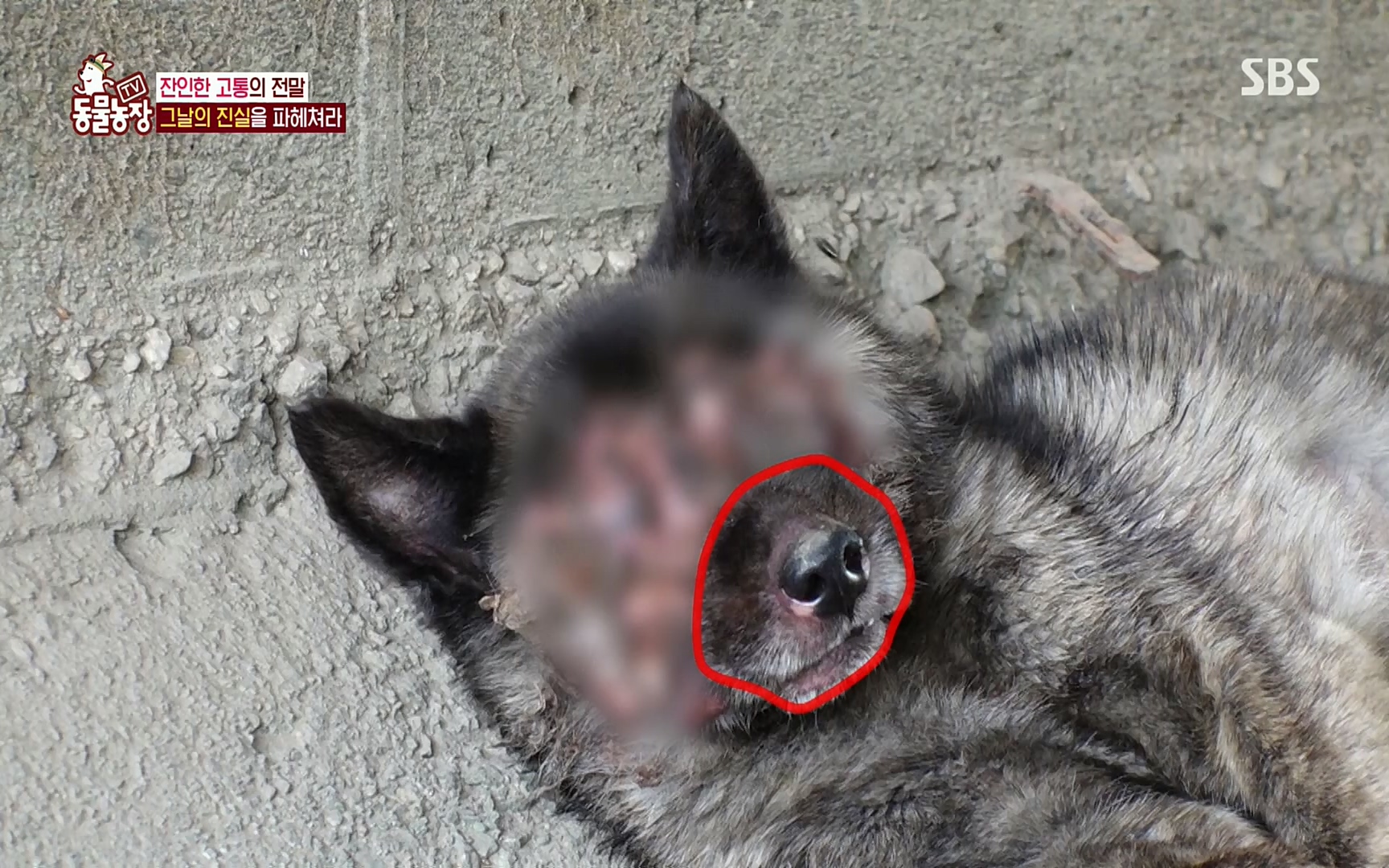 TV 동물농장.E1077.220710p.H264-F1RST.mp4_20220710_175439.273.jpg