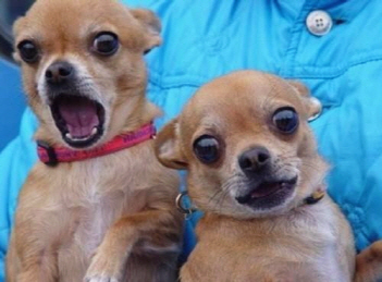  목사가 왜 욕하는 걸까요?