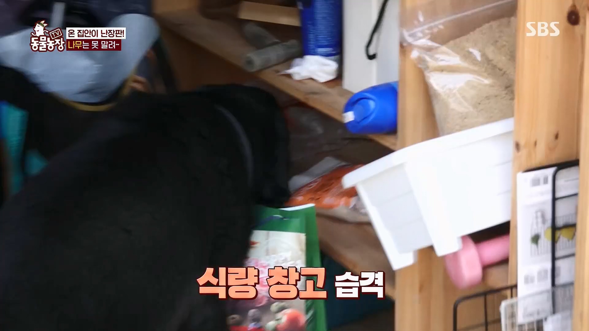 TV 동물농장.E1123.230604p.H264-F1RST.mp4_20230604_173254.535.jpg