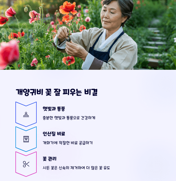 개양귀비