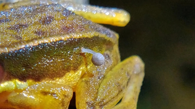 [양서류] 독특한 자연 현상: 살아있는 개구리에서 자라난 버섯을 만나다
