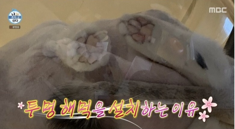  (나혼자산다) 경수진이 투명 해먹 켓타워를 설치한 이유