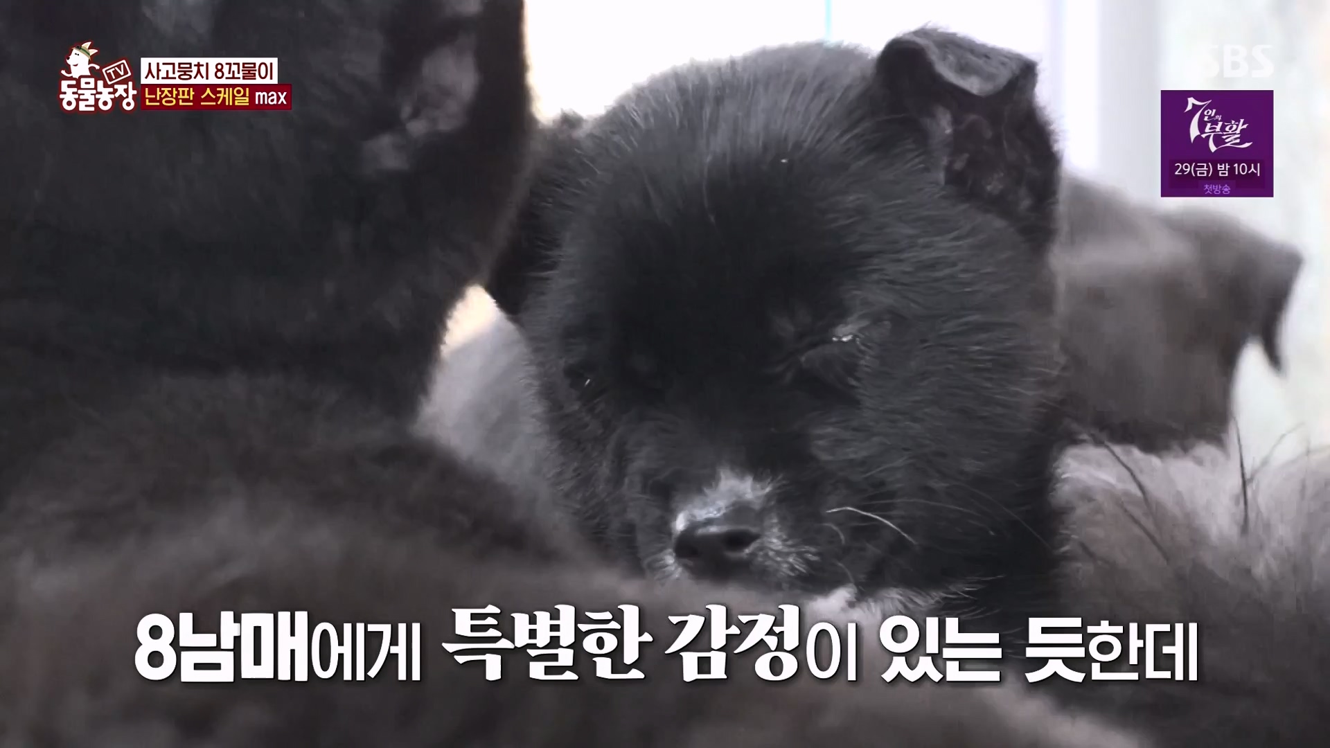 TV 동물농장.E1164.240324p-NEXT.mp4_20240324_172336.029.jpg