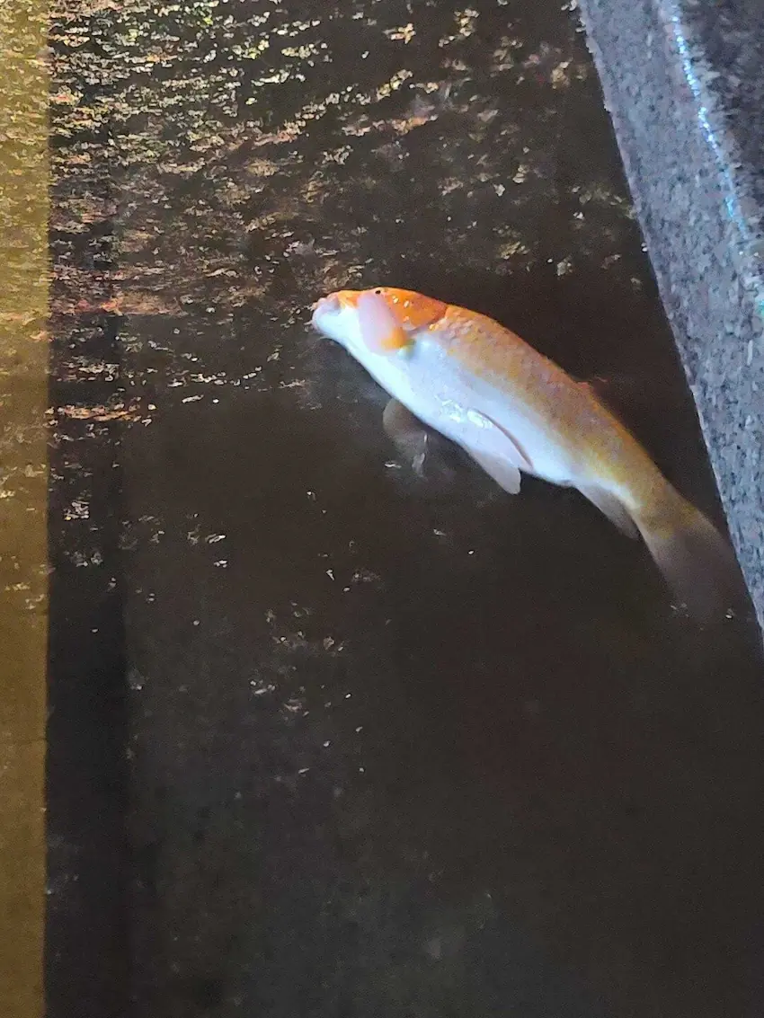 서울 물난리 물고기