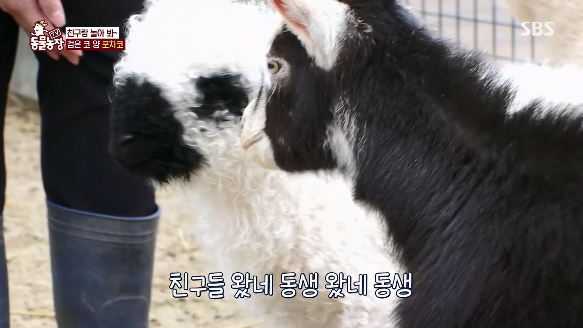 TV 동물농장.E1119.230507p.H264-F1RST.mp4_20230507_135925.825.jpg