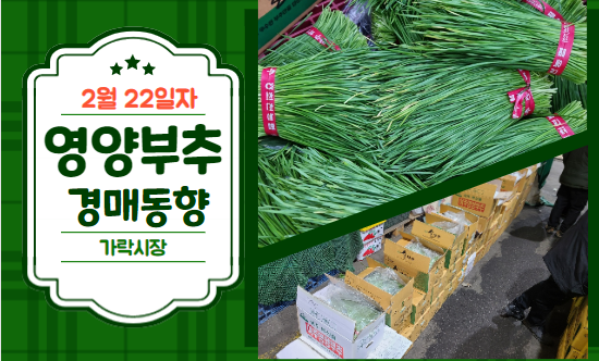  [경매사 일일보고] 2월 22일자 가락시장 영양부추 경매동향을 살펴보겠습니다!
