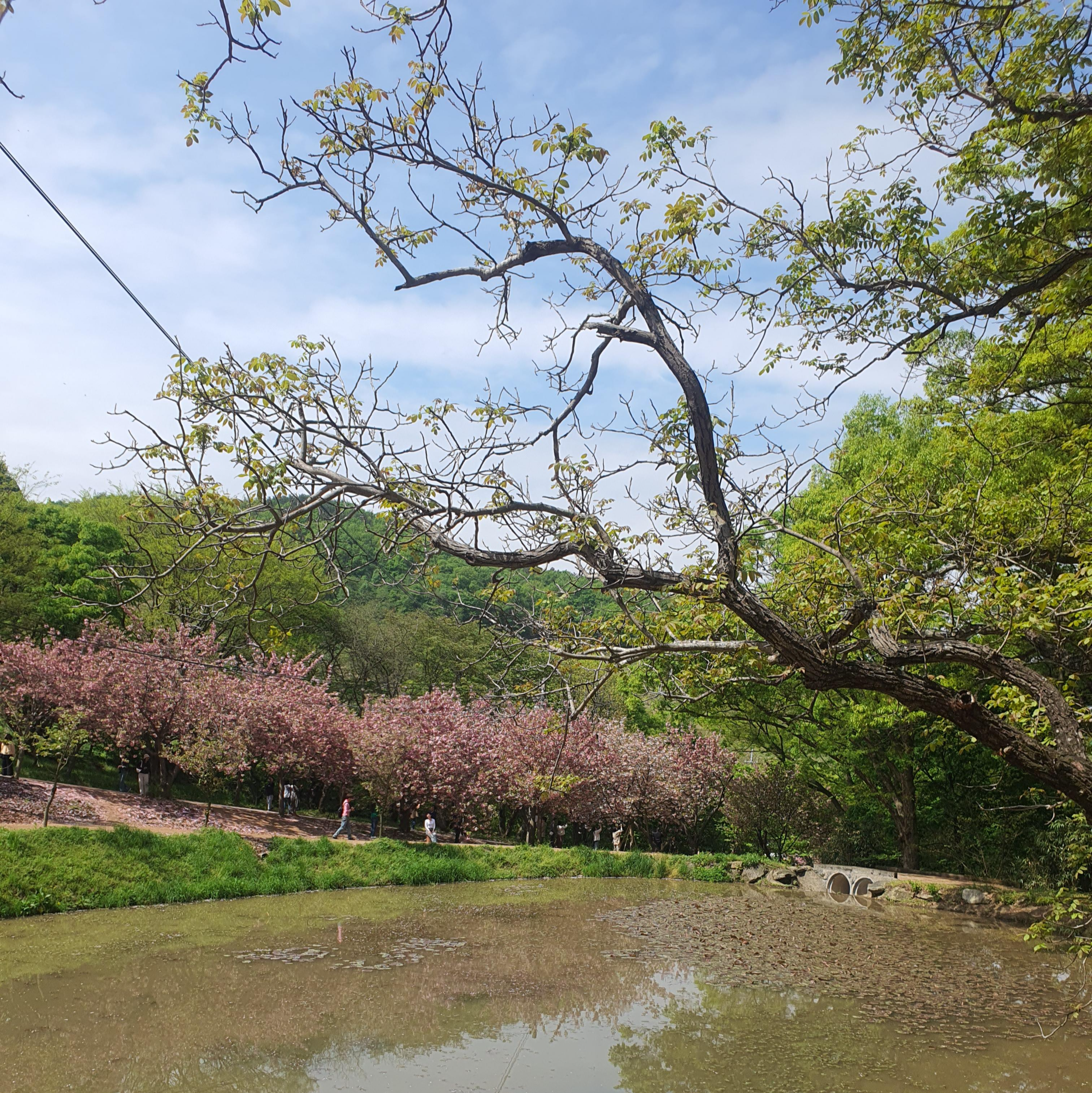 서산 문수사 겹벚꽃 명소(2024년 4월 23일)
