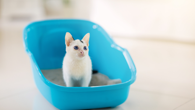 How to potty train your cat