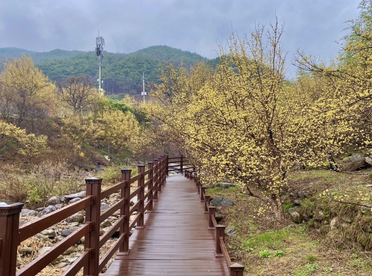 3월에 가볼만한 국내 여행지 탑5 (구례,경주,강릉,청풍호,기장)-구례