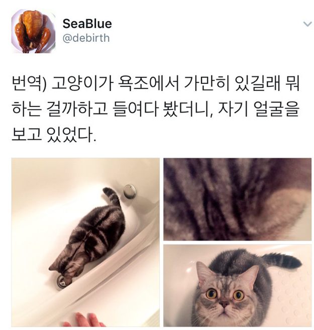  욕조 안에서 가만히 있는 냥이.jpg