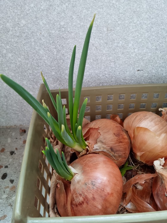 양파 새싹 ,  파 사진