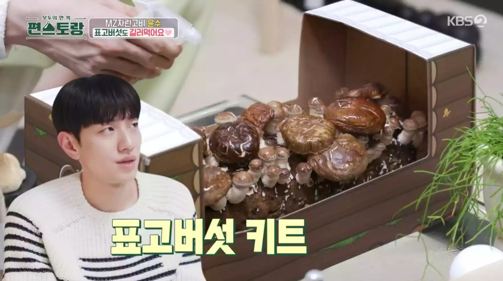 표고버섯 키트